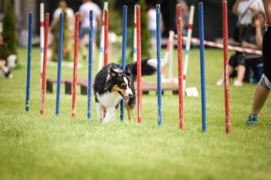 Lovely Border collie, slalom 'u Czech çeviklik yarışması slalom' da yönetiyor. Köpekler bayılır.!
