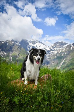 Border Collie 'nin portresi Glossglockner yakınlarında Avusturya' da oturuyor..