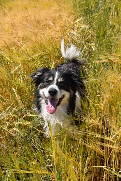 Border collie sahada oturuyor. Gün batımında çok iyi bir çocuktur.