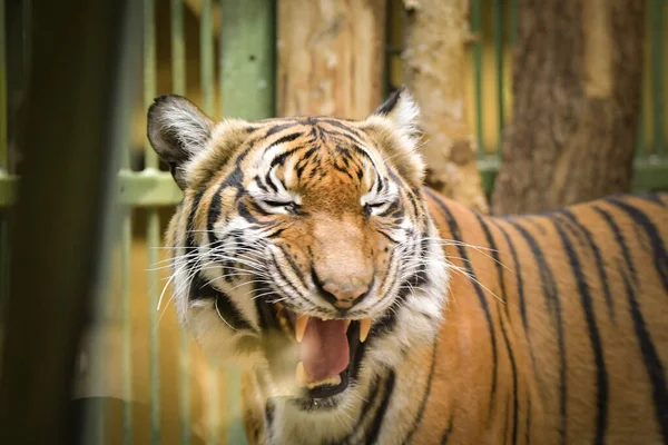 Tigre Asia Está Comiendo Encuentro Hábitat Está Nervioso — Foto de Stock