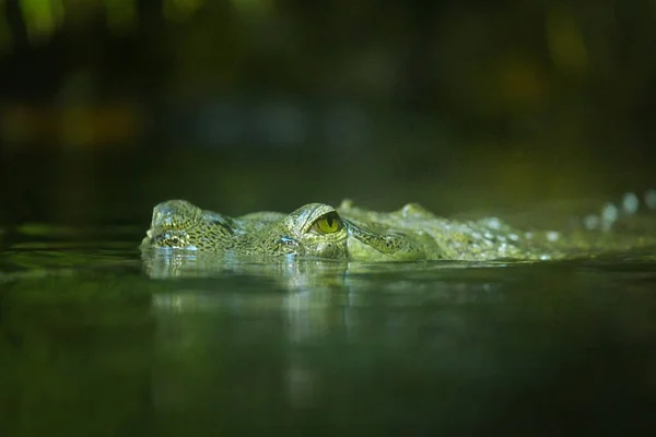 Крокодил Очі Глибокій Воді Він Голодний Очах — стокове фото