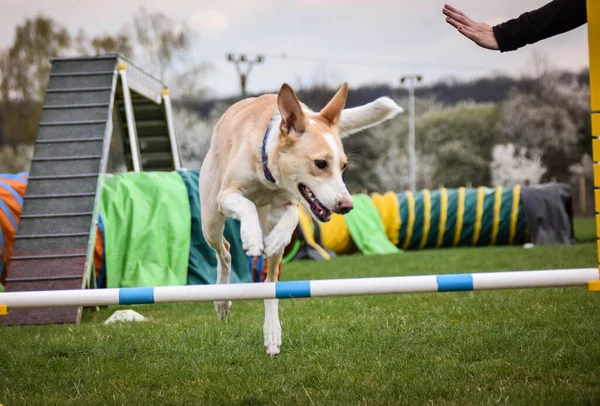 Hond Rent Behendigheid Geweldige Avond Hurdle Met Een Privé Behendigheidstraining — Stockfoto