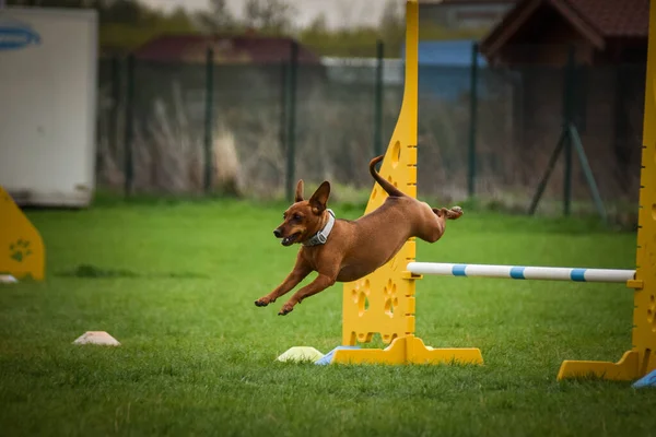 Perro Está Corriendo Con Agilidad Increíble Noche Hurdle Teniendo Entrenamiento — Foto de Stock