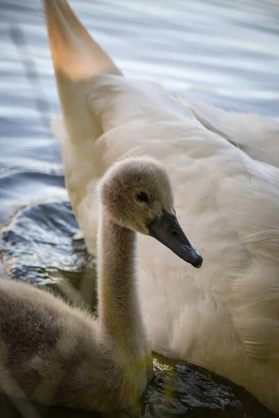 Vit Svan Flockas Sommarvatten Svanar Vatten Vita Svanar Vackra Vita — Stockfoto