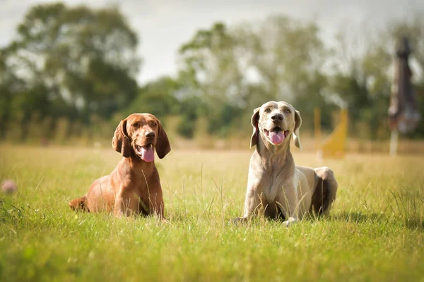 Köpekler, Weimaraner 'lar çimlerin üzerinde yatıyor. Czech çeviklik yarışmasında harika bir gün..