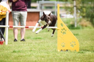 Sınır çobanı engelleri aşıyor. Czech çeviklik özel eğitiminde harika bir gün.
