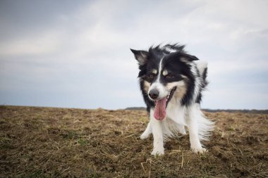 Sınır çobanı sahada. Çok komik ve daha sevimli görünüyor..