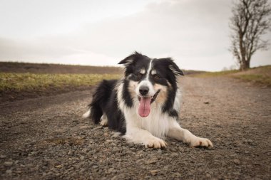 Sınır çobanı doğa yolunda yatıyor. Çok tatlı ve komik bir yüzü var.