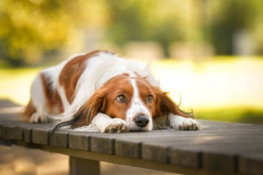 Kooikerhondje bankta yatıyor. Çok tatlı bir köpek..