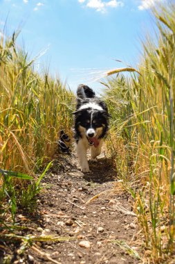 Border collie sahaya çıkıyor. Gün batımında çok iyi bir çocuktur.