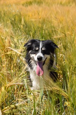 Border collie sahada oturuyor. Gün batımında çok iyi bir çocuktur.