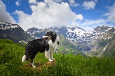 Border Collie 'nin portresi Glossglockner' ın yanında, Avusturya doğasında duruyor..