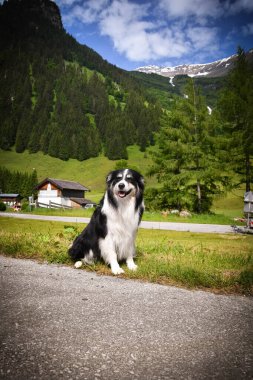Border Collie 'nin portresi Glossglockner yakınlarında Avusturya' da oturuyor..