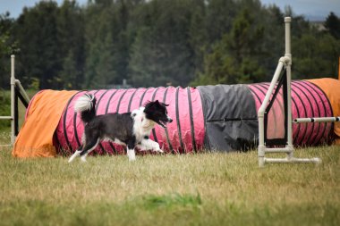 Köpek, çeviklik içinde koşuyor. Harika bir akşam, Engel bir spor müsabakası için özel çeviklik eğitimi alıyor.