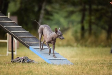 Köpek, çeviklik içinde koşuyor. Harika bir akşam, Engel bir spor müsabakası için özel çeviklik eğitimi alıyor.