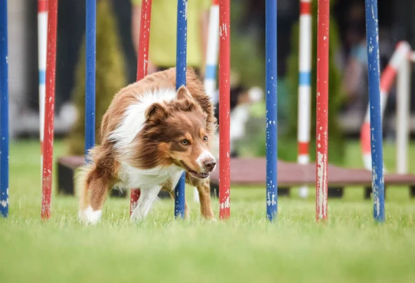 Lovely Border Collie Está Ejecutando Slalom Competencia Agilidad Checa Slalom — Foto de Stock