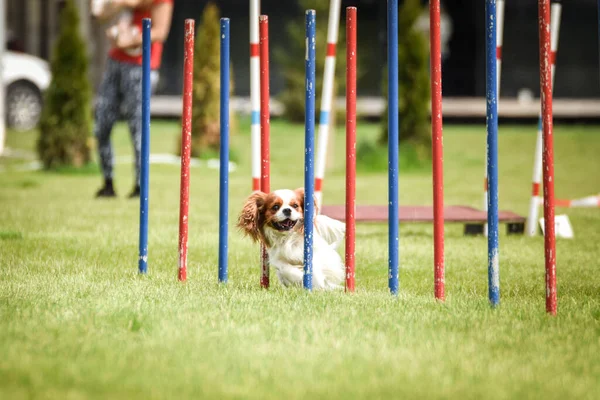 Lovely King Charles Spaniel Running Slalom Czech Agility Competition Slalom — 스톡 사진