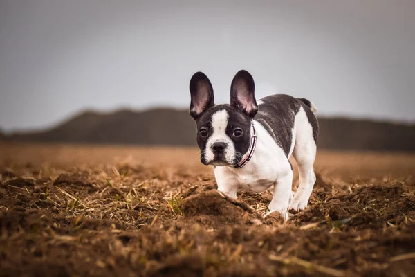Herbstporträt Einer Französischen Bulldogge Unterwegs Ist Süß Diesem Gesicht Hat — Stockfoto