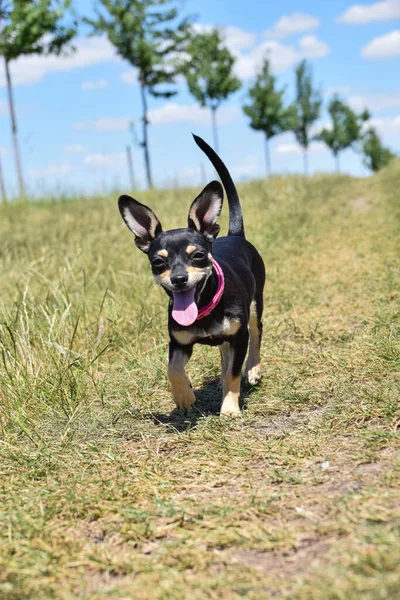 Chihuahuaフィールドで起こっている 彼は本当にいい子だ日没の光の中で — ストック写真