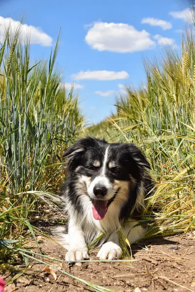 Border Collie Está Deitado Campo Ele Muito Bom Rapaz Pôr — Fotografia de Stock