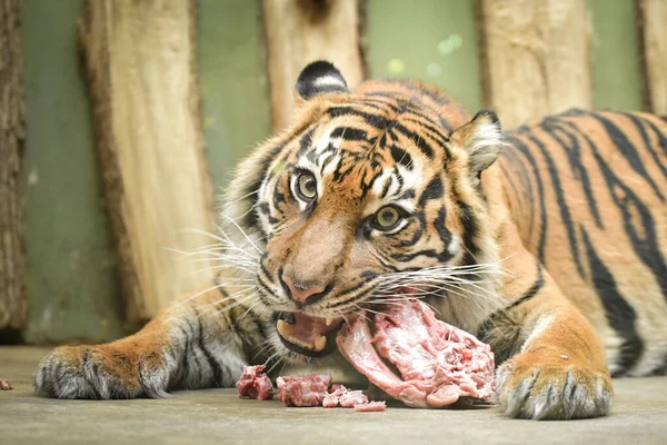 An Asia tiger is eating his meet in his habitat. He is nervous.