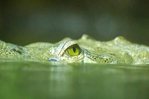 Occhi Coccodrillo Nell Acqua Profonda Fame Negli Occhi — Foto Stock