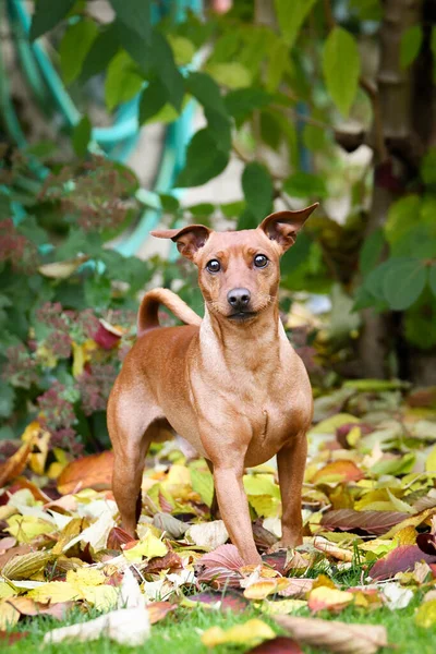 Hnědý Pes Stojí Podzimní Přírodě Tak Roztomilý Pes — Stock fotografie