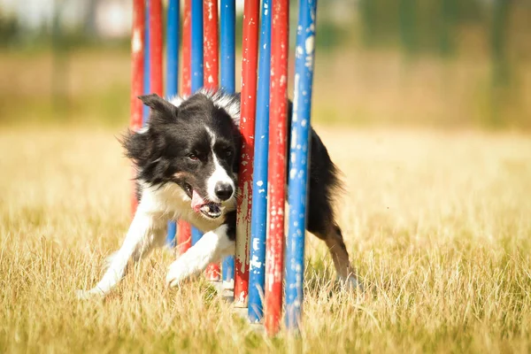 Adorável Border Collie Está Correndo Slalom Slalom Competição Agilidade Checa — Fotografia de Stock