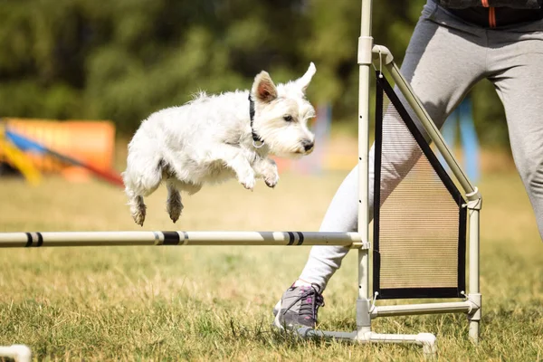 White Dog Sta Correndo Agilità Serata Incredibile Ostacolo Con Allenamento — Foto Stock