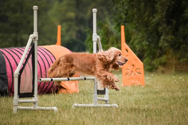 Koira Hyppää Aitojen Yli Hämmästyttävä Päivä Tsekki Agility Privat Koulutus — kuvapankkivalokuva