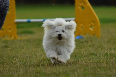 Köpek çeviklik içinde koşuyor. Harika bir akşam, Engel bir spor müsabakası için özel çeviklik eğitimi alıyor.