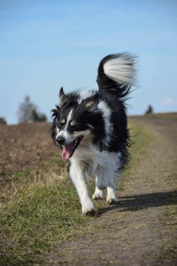 Border collie çayırda koşuyor. Gün batımında çok iyi bir çocuktur.