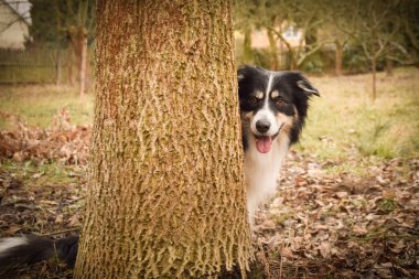 Border collie ağacın arkasında oturuyor. Parkta sonbahar foto çekimleri.