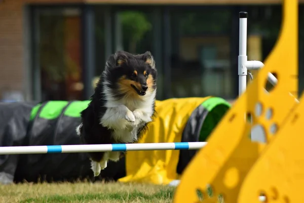 Hond Behendig Geweldige Avond Hurdle Met Een Privé Behendigheidstraining Voor — Stockfoto