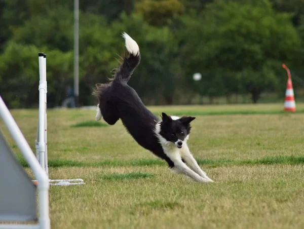 Cane Collie Confine Agilità Serata Incredibile Ostacolo Con Allenamento Privato — Foto Stock