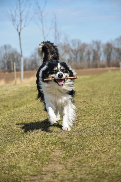 Border Collie Fut Réten Nagyon Fiú Napnyugtakor — Stock Fotó