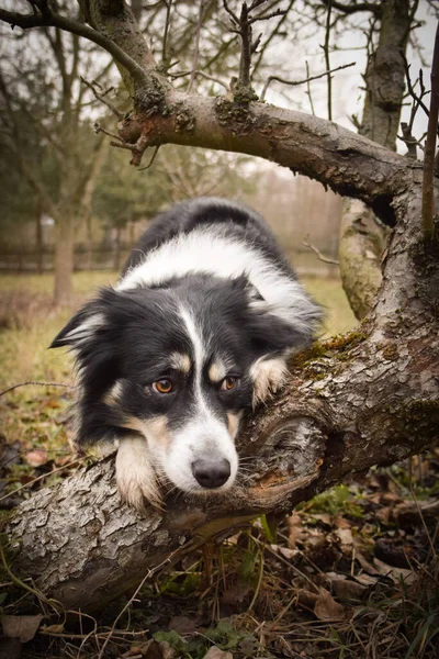 Border Collie Makaa Puussa Syksyn Kuvaaminen Puistossa — kuvapankkivalokuva