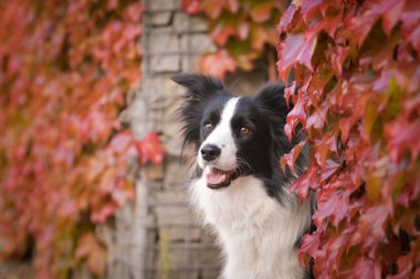 Sınır çobanı güz mevsiminde oturuyor. Çok tatlı bir köpek..