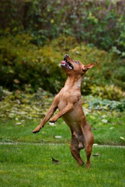 Kahverengi köpek sonbahar doğasında zıplıyor. Çok tatlı bir köpek..