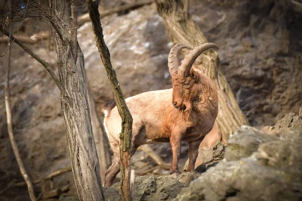 Hayvanat Bahçesindeki Kayanın Üzerindeki Asya Dağ Keçisi — Stok fotoğraf