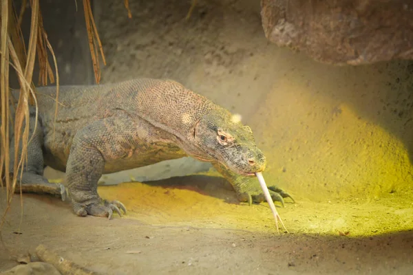 Surveillez Lézard Sur Jardin Village Rustique Faune Asie Sud Près — Photo