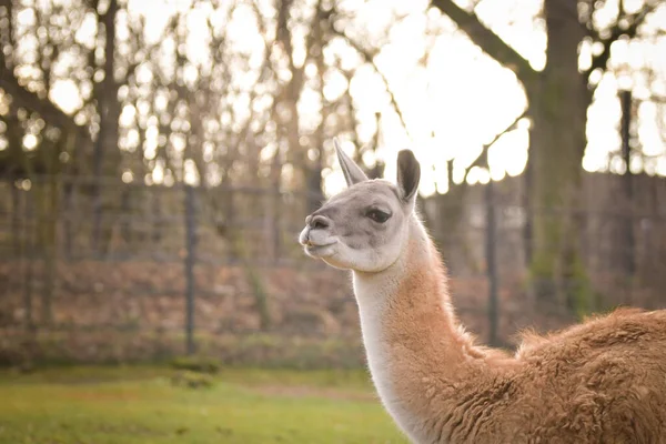 American Lama Staying Zoo Fence Have Place Living — Stock Photo, Image