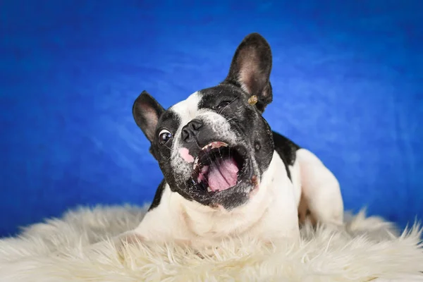 Francia Bulldog Fogás Élvezet Kék Photostudio — Stock Fotó