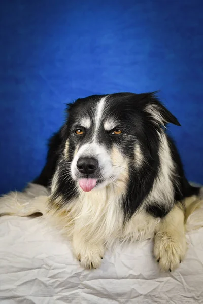 Adulto Tricolore Bordo Collie Sdraiato Fotostudio Blu — Foto Stock