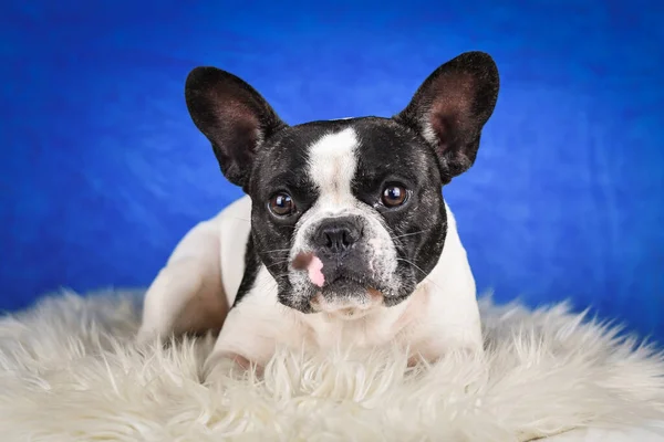 Franska Bulldog Att Fånga Behandla Blå Fotostudio — Stockfoto