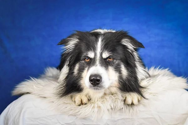 Dorosły Tricolor Granicy Collie Leży Niebieskim Photostudio — Zdjęcie stockowe