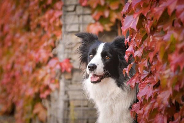 Sınır çobanı güz mevsiminde oturuyor. Çok tatlı bir köpek..