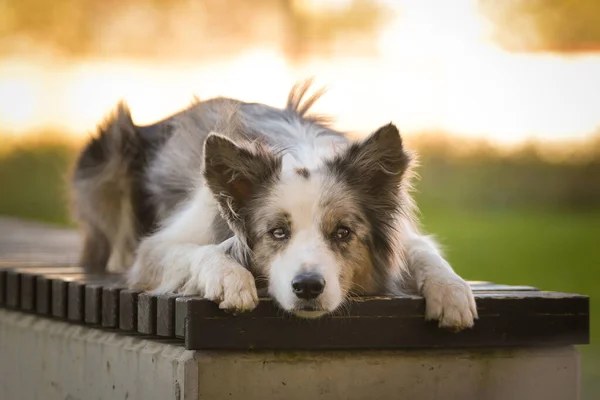 Border Collie Lying Bench Cute Dog — Stock Photo, Image