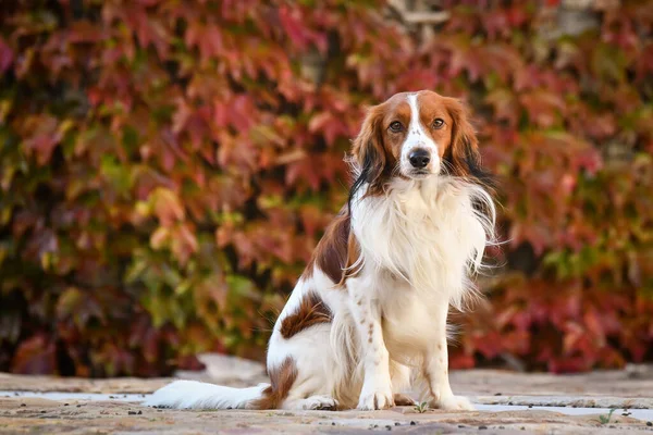 Kooikerhondje Sitting Autumn Nature She Cute Dog — Stock Photo, Image