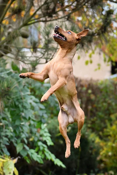 Brauner Hund Springt Herbstlicher Natur Ist Süß Hund — Stockfoto